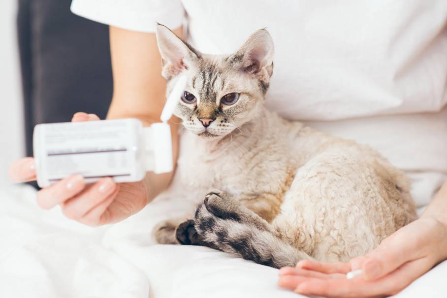 Complément alimentaire anti-boule de poils pour chat