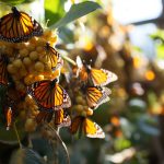 decouvrez-le-voyage-Etonnant-des-papillons-monarques-une-migration-a-couper-le-souffle