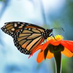 monarch-butterfly-on-an-orange-zenia-flower-in-a-g-2022-09-15-23-26-51-utc