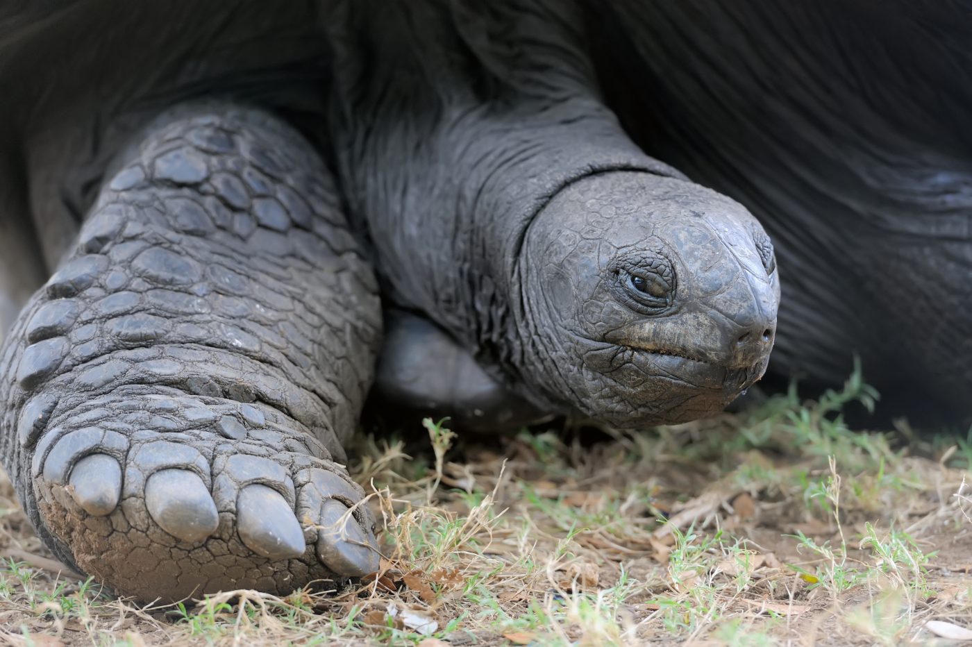 tortue centenaire