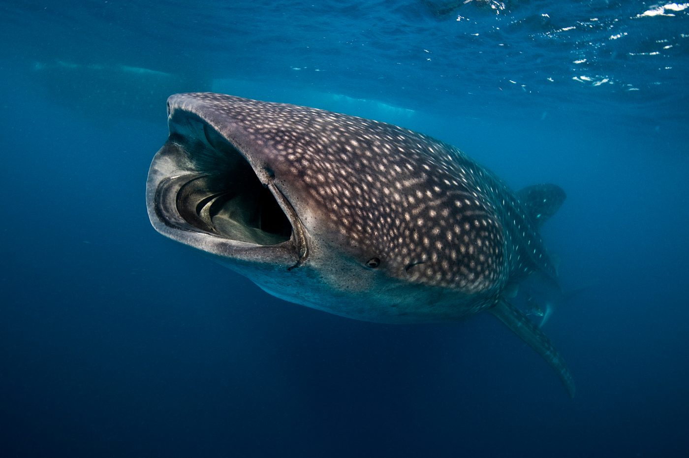 baleine bleue