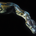 les-anacondas-decouvrez-les-huit-secrets-fascinants-de-ces-serpents-constricteurs
