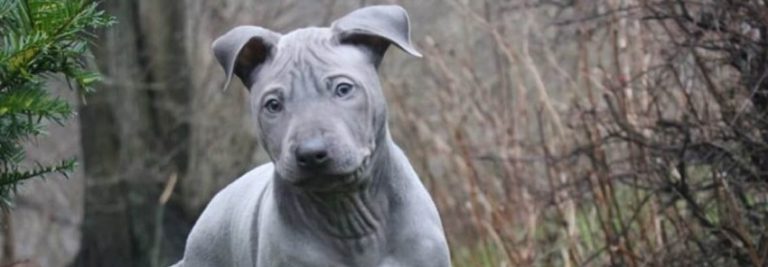 À la découverte de deux races de chiens méconnues : le Rhodesian Ridgeback et le Thaï Ridgeback