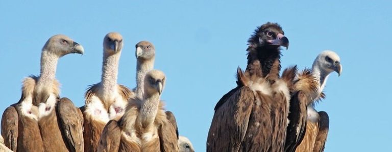 Les carnivores et les rapaces, des animaux que l’on n’aime pas