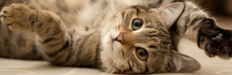 Les chats, ces animaux que nous aimons tant !