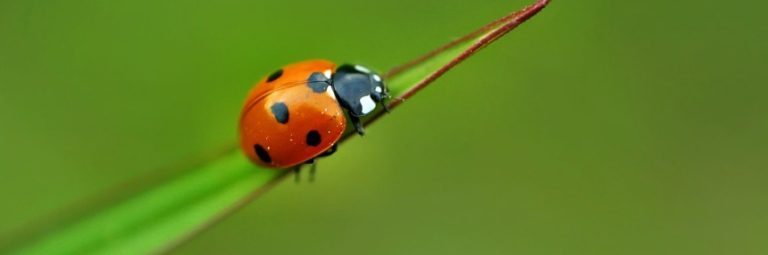 De sa naissance à son rôle sur terre, découvrez la coccinelle comme vous ne l’avez jamais vue