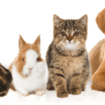 cropped-animaux-1.png