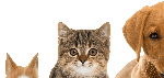 cropped-animaux-2.png