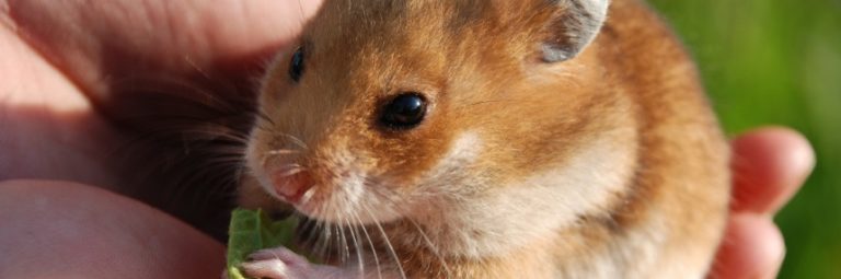 Comment bien s’occuper de son hamster : découvrez la star des rongeurs