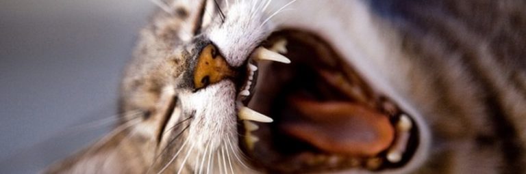 Perte des dents chez le chat : causes, conséquences et traitements