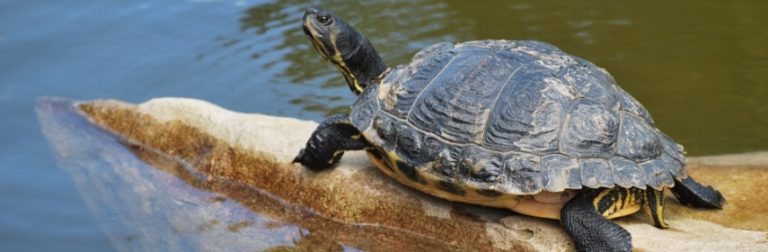 Les maladies les plus courantes chez les tortues