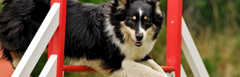 Nourrir correctement un chien sportif ou de travail