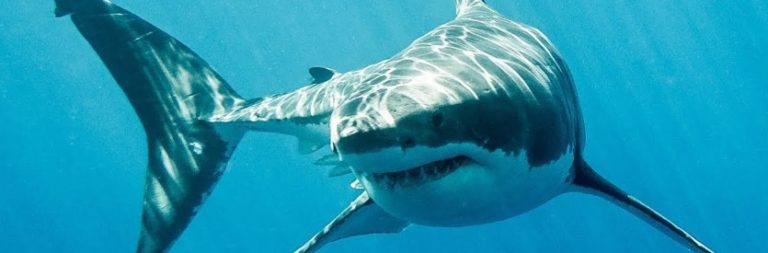 Les grandes familles d’animaux : le requin, mammifère marin ou poisson ?