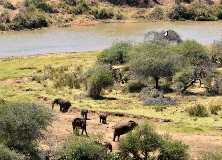 Le Cameroun se lance dans la lutte contre le braconnage et le pillage de ses forêts