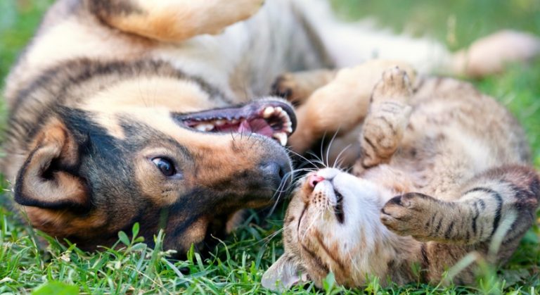 Comment faire cohabiter un chien et un chat, même quand ils sont adultes ?