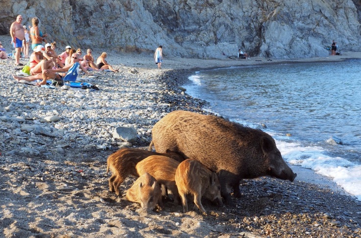 Comment empêcher le sanglier de se baigner à Saint-Tropez