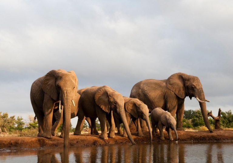 Monde Éléphant lutte pour la préservation de l’espèce animale