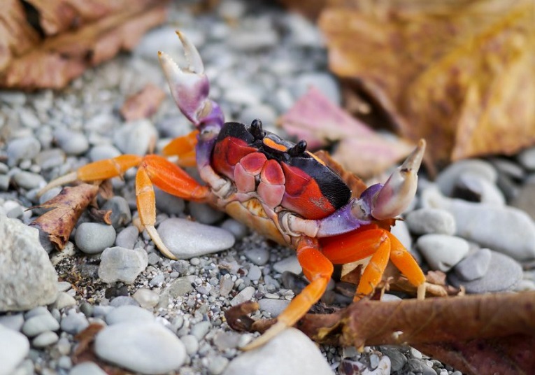 Quels sont les nouveaux animaux de compagnie ?