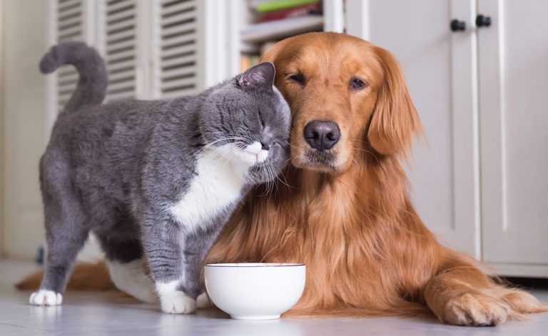 Paris Animal Show : le rendez-vous des passionnés