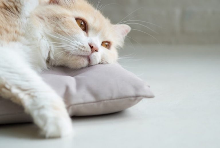 6 raisons pour lesquelles votre chat tremble