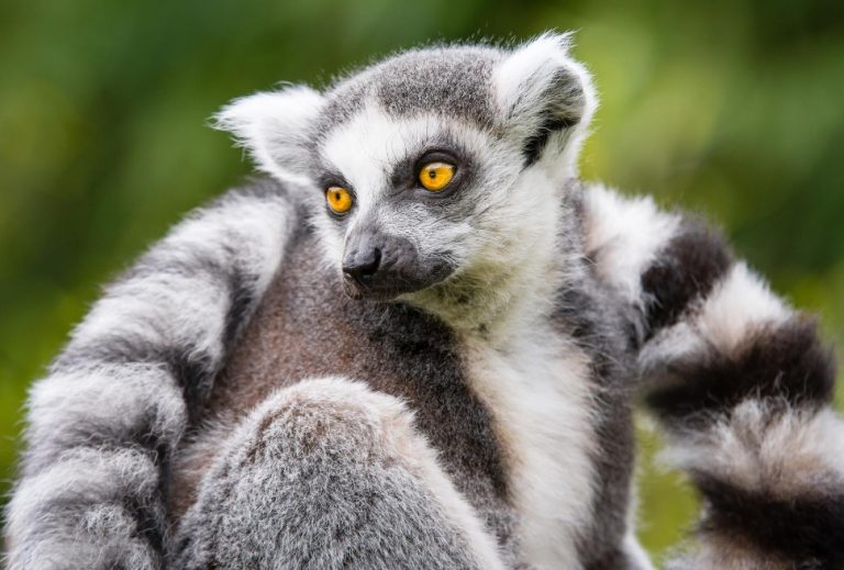 Lémurien de Madagascar, hamster d’Europe et baleine franche : 3 espèces en voie d’extinction