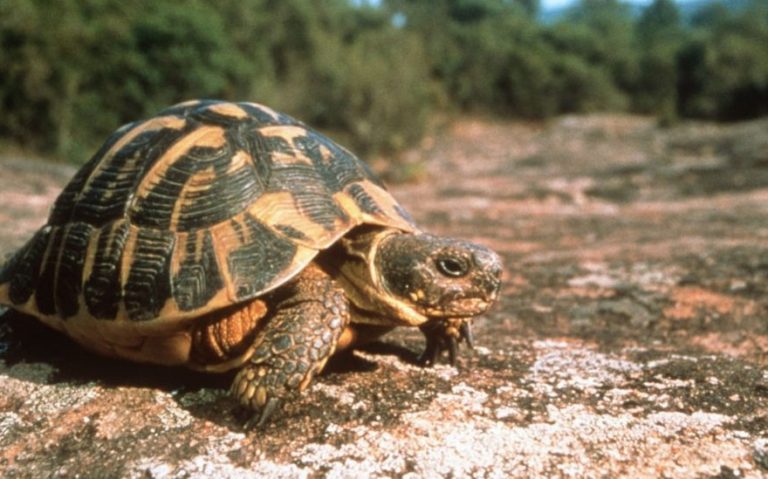 Adopter une tortue terrestre : tout ce qu’il faut savoir