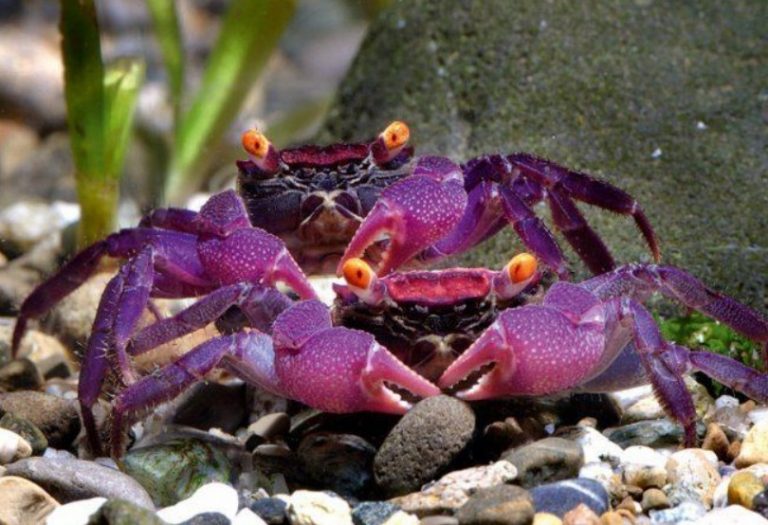 Tout savoir sur le Geosesarma Dennerle, alias le crabe vampire