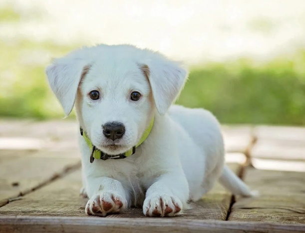 Journée Mondiale des Animaux : le bien-être des animaux domestiques mis à l’honneur