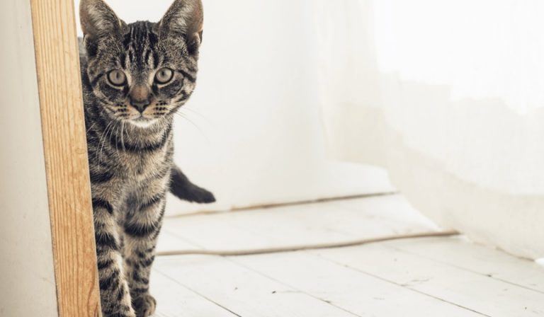 Combien de temps un chat peut-il rester sans manger ?