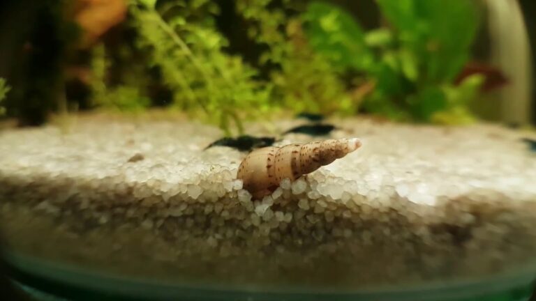 Des astuces pour éviter l’invasion d’escargots dans votre aquarium