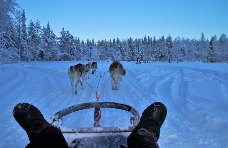 musher guide chiens de traineau dans la neige