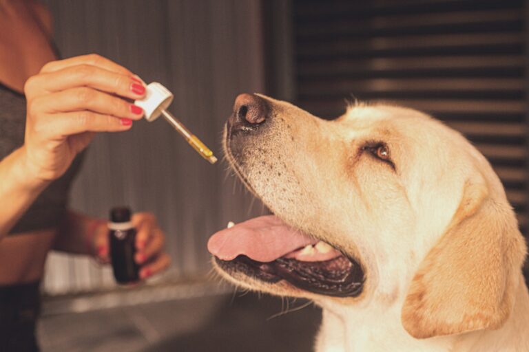 Calmer l’anxiété de son animal de compagnie grâce au CBD﻿