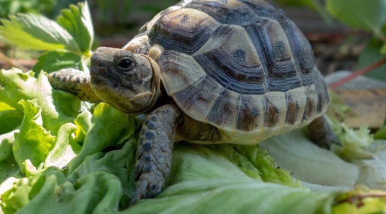 Pourquoi la tortue de terre à t-elle besoin d’une lampe chauffante ?
