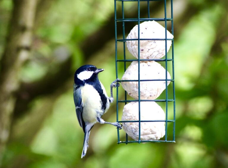 Les boules de graisse sont-elles dangereuses pour les oiseaux ?