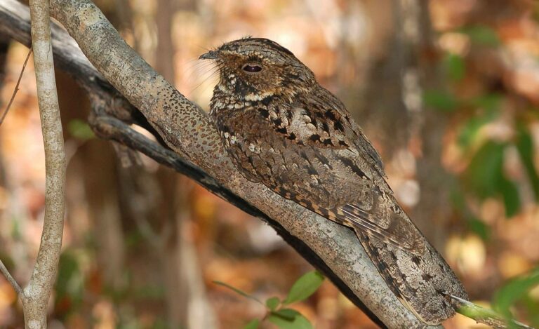 Oiseaux : le mythe autour de l’engoulevent d’Europe