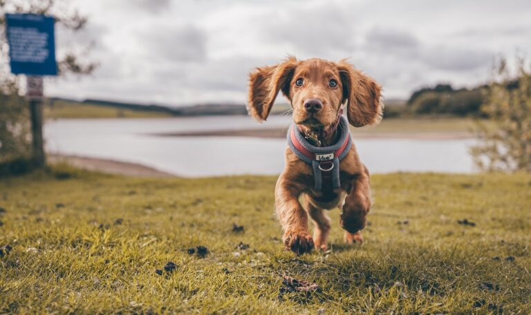 Quels accessoires pour courir avec son chien ?