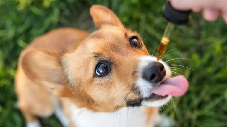 CBD : peut-on donner du cannabidiol à son chien ?