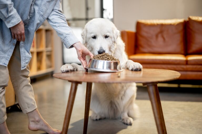 Quelle est la meilleure alimentation pour son chien ?