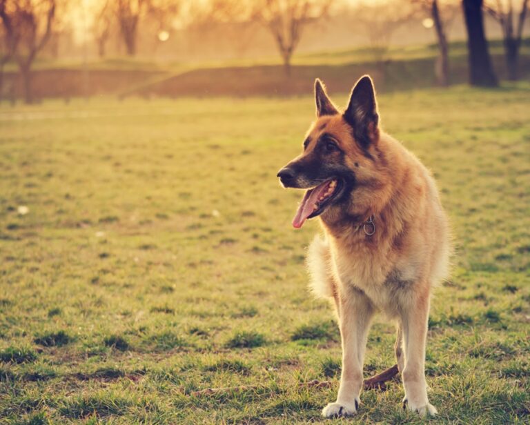 Adopter un Berger Allemand : tout ce qu’il faut savoir