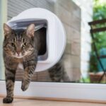 Chat qui passe à travers une chatière