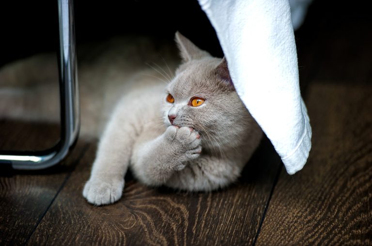 Quelles sont les couleurs et robes du British Shorthair ?