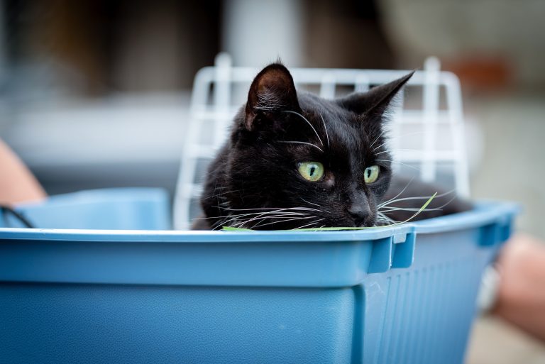 un chat dans son bac litière