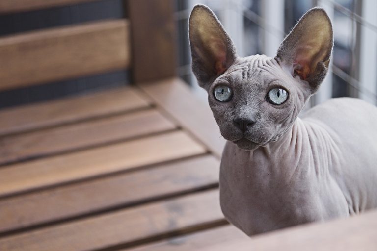 Le top 5 des chats les plus étranges au monde