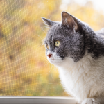 solutions protéger chat chute