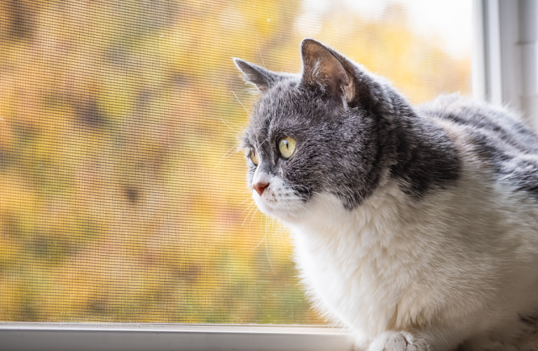 Les solutions pour protéger son chat d’une chute