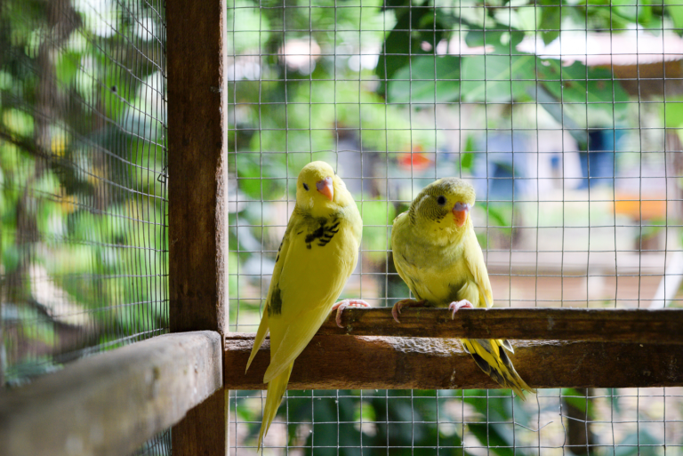 Volière pour oiseaux : comment faire pour choisir la meilleure ?