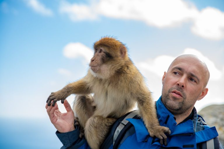 Quelle espèce de singe est la plus proche de l’homme ?