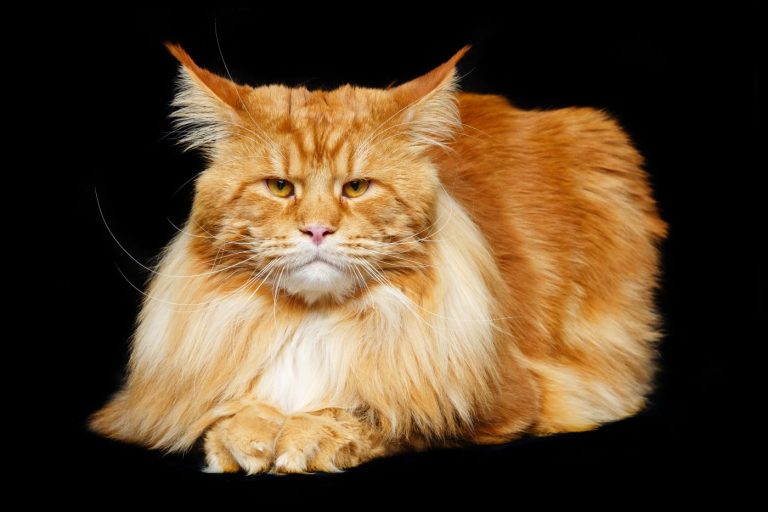 Comment prendre soin de votre Maine Coon ?