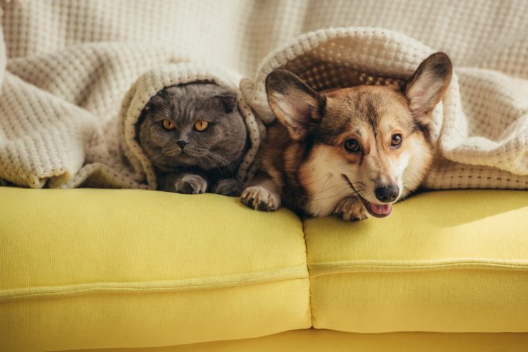 Chien ou chat : quel animal de compagnie vous correspond le mieux ?