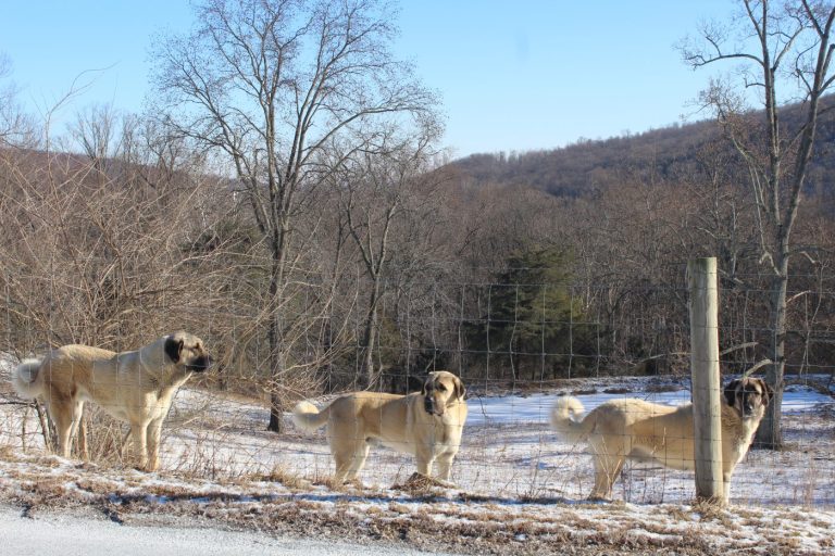 Le kangal : un chien géant venu de Turquie